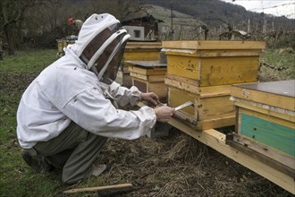 Beekeeper at work on the beehives with honey bees (Apis), Baden-Württemberg, Germany, Europe