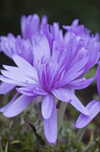 Autumn crocus (Colchicum speciosum Waterlily), Emsland, Lower Saxony, Germany, Europe