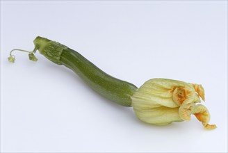 Courgettes (Cucurbita pepo var. giromontiina)