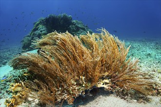 Hydrozoan sticks (Hydrozoa) strongly cnidarian, on sandy bottom, Great Barrier Reef, UNESCO World