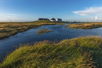 Hamburger Hallig, Reußenköge, North Frisia, dwelling mound, reed houses, grasses, sheep, evening