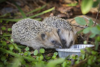 Hedgehog mother with young in the living environment of humans. A near-natural garden is a good