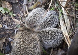 Hedgehog mother with young in the living environment of humans. A near-natural garden is a good