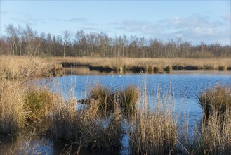 National Park De Alde Feanen, the old fen, Earnewald, Eernewoude, Friesland, Fryslân, Netherlands