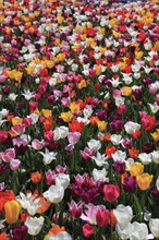 Many colourful tulips in one area