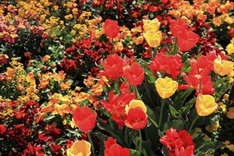 Many colourful tulips in one area