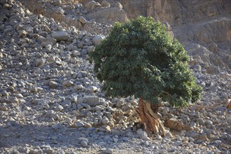 Landscape in the Jebel Harim area, in the Omani enclave of Musandam, Oman, Asia