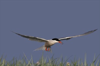 Common Tern (Sterna hirundo), flight study, animal in flight, Lower Saxon Wadden Sea National Park,