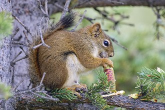 Common Canadian red squirrel (Tamiasciurus hudsonicus) sitting on a branch, eating pine cones, tail