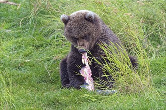 Brown bear (Ursus arctos), grizzly young on the coast, eating salmon, Katmai, Alaska, USA, North