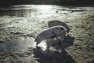 Swabian-Hall pigs in an oak forest, Iphofen, Lower Franconia, Franconia, Bavaria, Germany, Europe