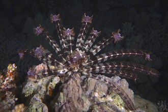 Klunzinger's hair star (Lamprometra klunzingeri) at night, Dangerous Reef dive site, St Johns Reef,