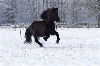 Icelandic horse (Equus islandicus) galloping over winter pasture in the snow, gelding,