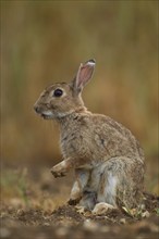 Rabbit (Oryctolagus cuniculus) adult animal in farmland field, Norfolk, England, United Kingdom,