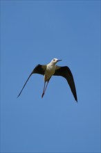 Black-winged stilt (Himantopus himantopus) flying in the sky, Camargue, France, Europe