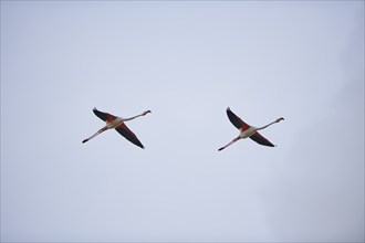 Greater Flamingos (Phoenicopterus roseus), flying in the sky, Parc Naturel Regional de Camargue,