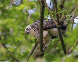 Steppe buzzard (Buteo buteo), Germany, Europe