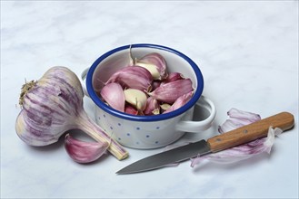 Fresh, red garlic cloves in pots, garlic (Allium cepa), France, Europe