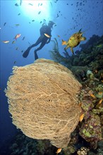 Gorgonian fan coral (Subergorgia hicksoni-mollis) Hickson's giant fan, horn coral, gorgonian, above