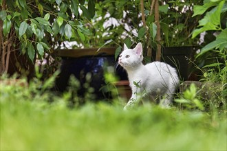 White kitten, felidae (Felis silvestris catus), alert in the garden, Germany, Europe