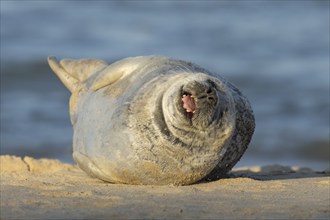 Common or Harbor seal (Phoca vitulina) adult sleeping on a coastal sandy beach, Norfolk, England,