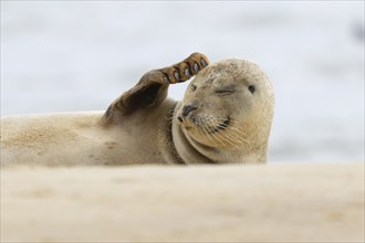 Common or Harbor seal (Phoca vitulina) adult scratching its head on a coastal sandy beach, Norfolk,