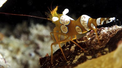 Squat shrimp (Thor amboinensis), sexy shrimp, dive site House Reef, Mangrove Bay, El Quesir, Red