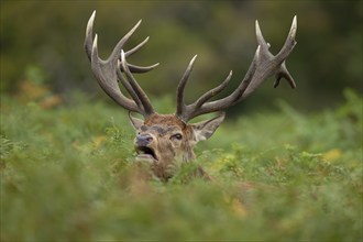 Red deer (Cervus elaphus) adult male stag roaring during the rutting season amongst Bracken leaves,