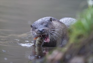 European otter (Lutra lutra) adult feeding on a fish by a river bank, Norfolk, England, United