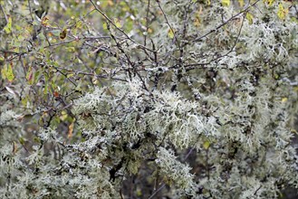 Deciduous trees overgrown with lichens, Moselle, Rhineland-Palatinate, Germany, Europe