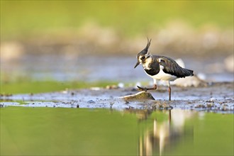 Northern lapwing (Vanellus vanellus) foraging on the lakeshore, Dessau