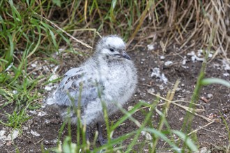 Gulls (Larinae), chicks, Otago Peninsula, New Zealand, Oceania