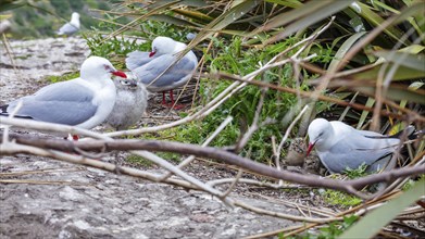 Gulls (Larinae), Otago Peninsula, New Zealand, Oceania