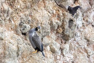 Cormorants (Phalacrocoracidae), Otago Peninsula, New Zealand, Oceania