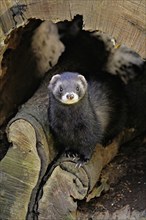 European polecat (Mustela putorius) or woodland polecat