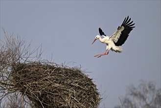 White stork (Ciconia ciconia), approaching its eyrie, Switzerland, Europe