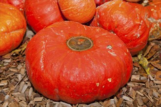 Pumpkins (Cucurbita) (Cucurbitaceae) are a genus of plants in the gourds . Five species are