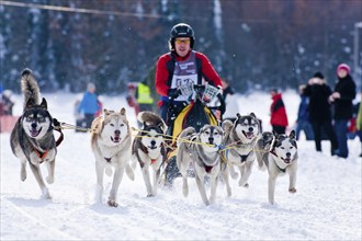 Sled dog race in Nassau Erzgeb