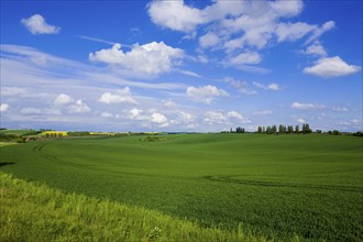 Fields near Lommatzsch