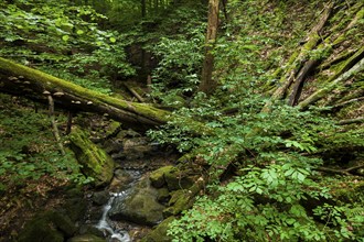 Waldbach near Thürmsdorf