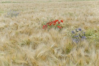 Field of corn with poppy flowers (Papaver rhoeas), mayweed (Matricaria) and cornflowers (Centaurea