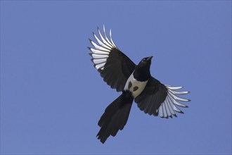 Eurasian magpie (Pica pica), common magpie in flight against blue sky