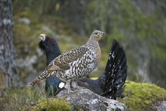 Western capercaillie (Tetrao urogallus) female and male displaying at lek in coniferous forest in