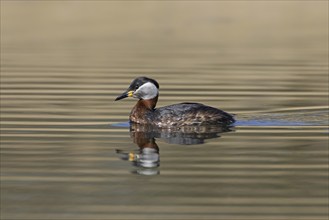 Red-necked grebe (Podiceps grisegena) (Podiceps griseigena) swimming in lake during the breeding