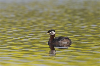 Red-necked grebe (Podiceps grisegena) swimming in lake during the breeding season in spring