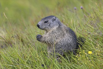 Alpine marmot (Marmota marmota) juvenile in alpine pasture in summer, Hohe Tauern National Park,