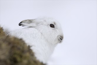 Close-up portrait of mountain hare (Lepus timidus), Alpine hare, snow hare in white winter pelage