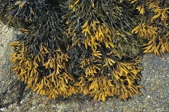 Channelled, Channel wrack (Pelvetia canaliculata) on rock exposed at low tide, Brittany, France,