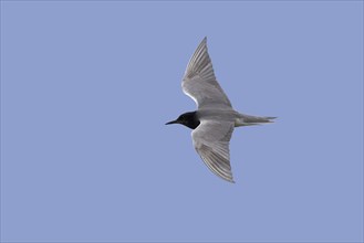 Black tern (Chlidonias niger) in breeding plumage in flight against blue sky