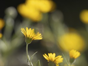 Photo art, depicted by blurred out of focus flowers of the rough hawksbeard (Crepis biennis),